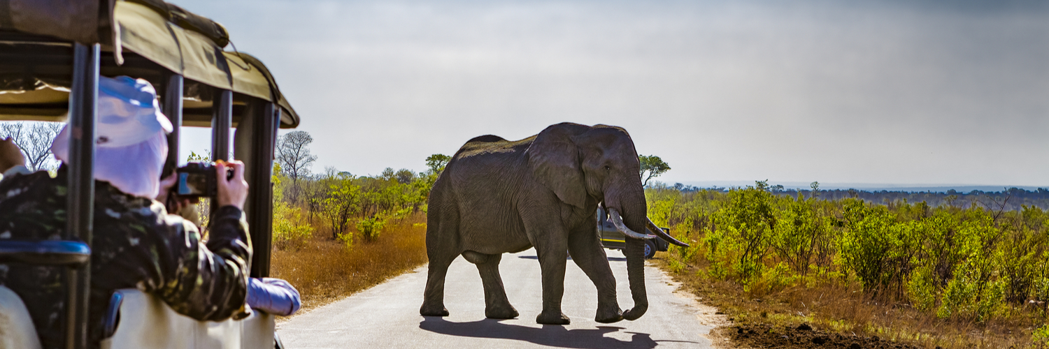 elephant at safari park