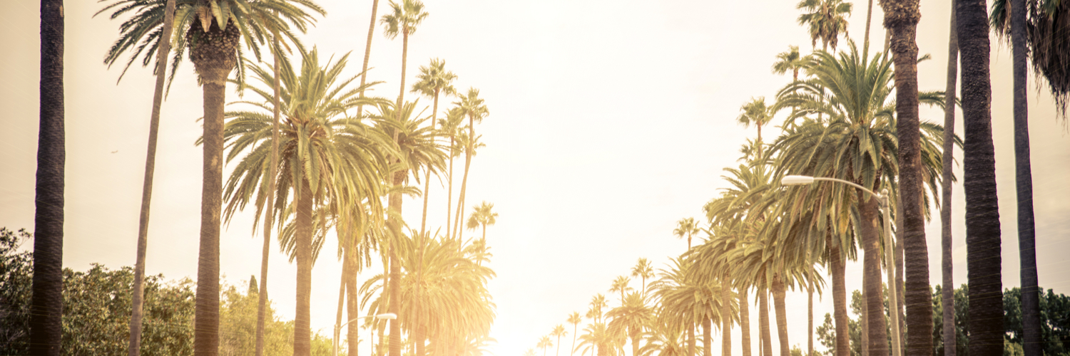 Palm Trees in Los Angeles