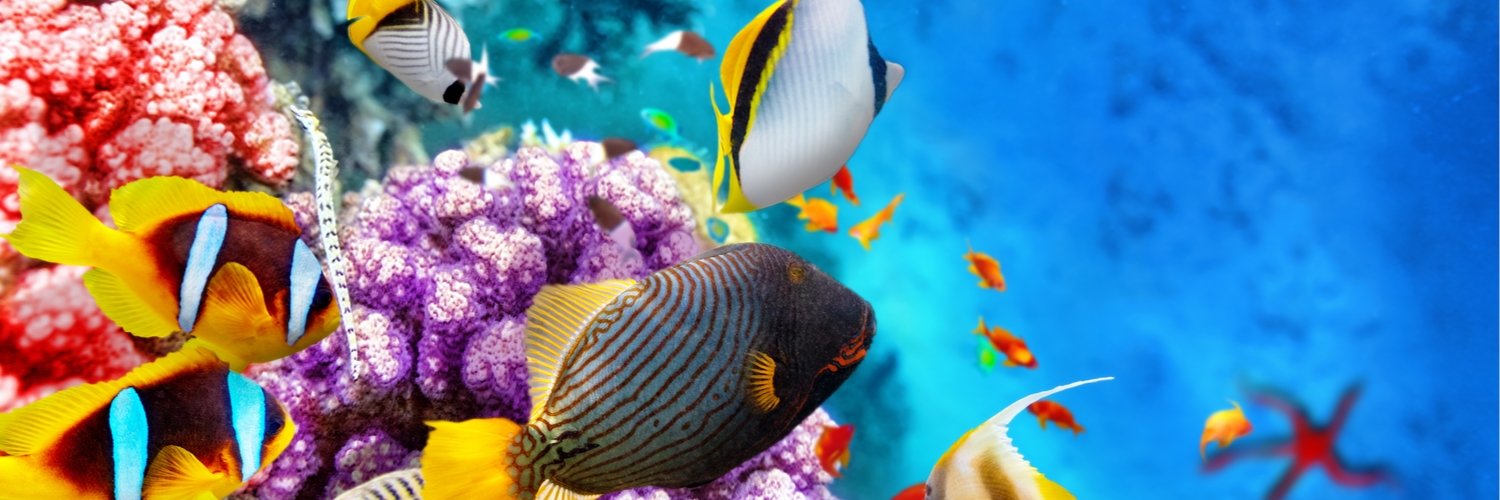 maldives_diving