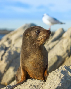 Seal-new-zealand