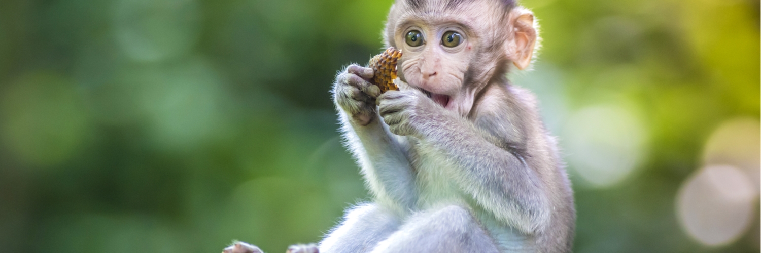 bali_ethical_animal_experiences